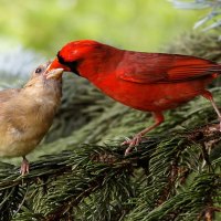 Northern Cardinals