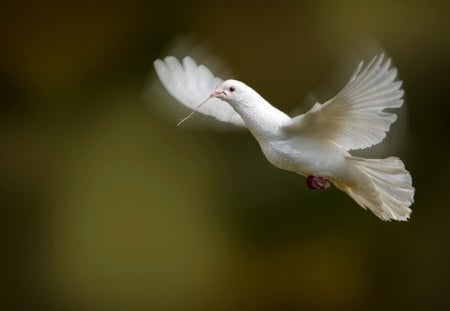 Hope - fly, animal, bird, dove, pigeon, wings, white, peace, hope