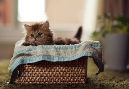 Cute kitten - ben torode, cat, blue eyes, animal, basket, cute, kitten