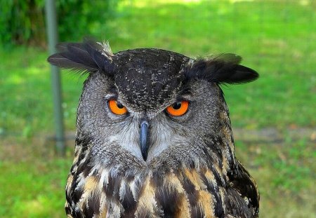 Owl - owl, eyes, picture, beautiful