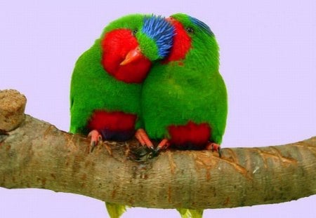 Love Birds - picture, love, birds, beautiful