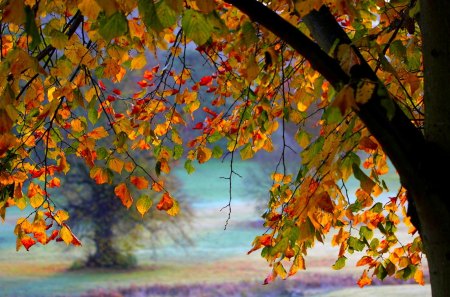 AUTUMN TREE - leaves, nature, wood, autumn