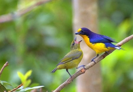 Poor Male Bird - birds, pair, picture, beautiful