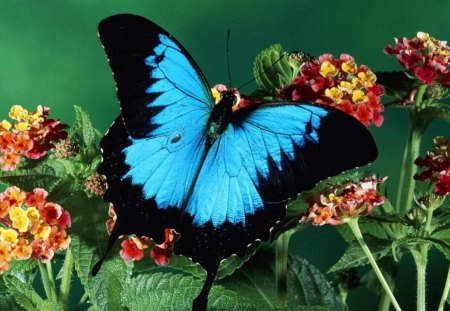 Blue Butterfly - butterfly, picture, beautiful, flowers, blue