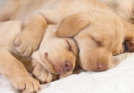 Sweet embrace - animal, sleep, embrace, dog, puppy, love, dream