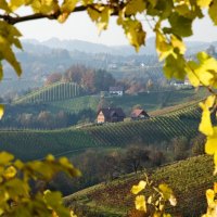 vineyards in austria at autumn