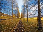 path through trees in autumn