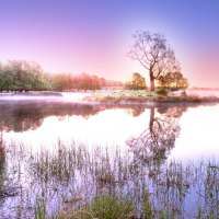 frosty morning on a marsh