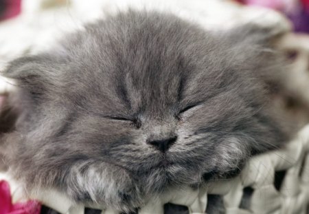 Kitten sleeping