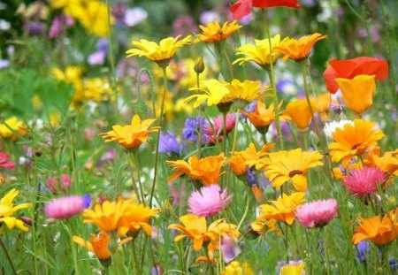 Flowers in Field - flowers, picture, in field, beautiful