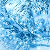 Sparkle of Snowflakes on Pine