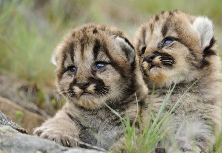 Cute feline cubs - animal, cub, feline, cute, baby