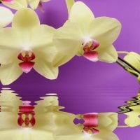 Orchids reflection