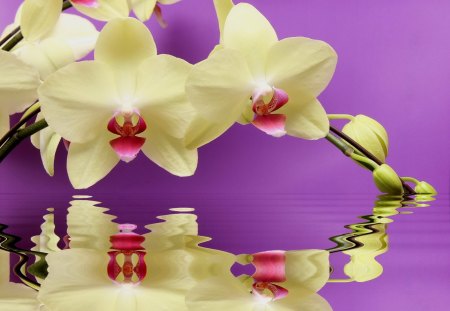 Orchids reflection - nice, orchids, delicate, colorful, water, wet, tender, lovely, nature, crystal, pretty, reflection, beautiful, flowers