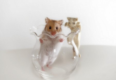 Hamster - glass, hamster, animal, cute, rodent, eyes, little, photography, fur, nature