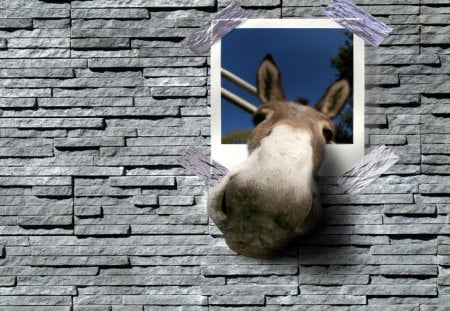 Donkey - wall, window, donkey, cute