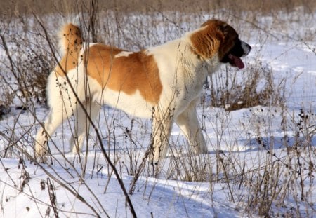 Enjoying The Snow - enjoyment, winter, snow, dog