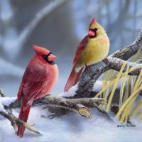 Cardinals at dusk