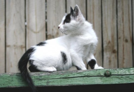 Who's Coming! - tabby, looking, sitting, cat