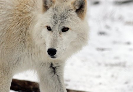 arctic wolf - wolfrunning, snow, dog, mythical, the pack, wisdom beautiful, grey wolf, timber, canis lupus, abstract, spirit, friendship, howling, grey, white, nature, arctic, wallpaper, majestic, wolf, canine, pack, wild animal black, wolf wallpaper, winter, wolf pack, quotes, howl, wolves, black, lobo, lone wolf, solitude