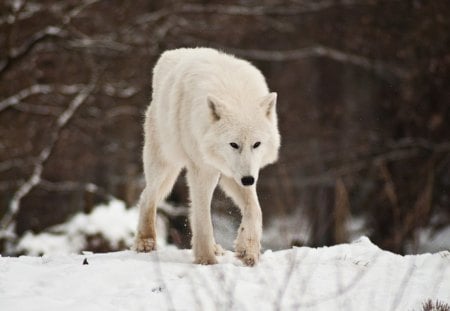 Snow Wolf - wolves, white, lone wolf, timber, lobo, wild animal black, majestic, wallpaper, quotes, nature, wolf, snow, canine, arctic, solitude, howling, howl, wolf pack, wolf wallpaper, wisdom beautiful, black, grey wolf, pack, spirit, grey, dog, mythical, canis lupus, winter, abstract, wolfrunning, friendship, the pack