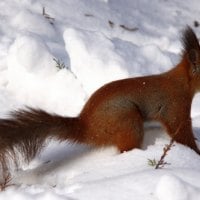 Squirrel In The Snow