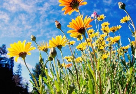 flowers in the sky - flowers, yellow, blue, sky