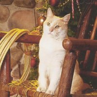 White and tabby christmas cat