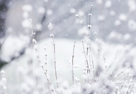 Soft light - delicate, winter, soft, snow, cold