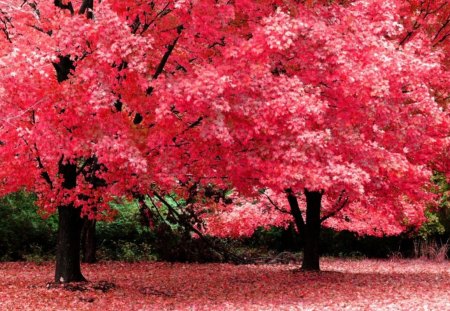 Pink Cotton Tree - calm, colorful, peaceful, beautiful