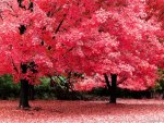 Pink Cotton Tree