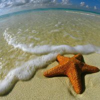 Starfish at the Beach