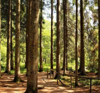 Forest Trees