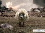 battlesheep