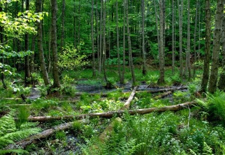 In the Forest - trees, forest, light, daylight, leaves, logs, nature, trunks, day, limbs