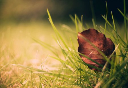 Lonely Leaf - lonely, color, expression, beauty