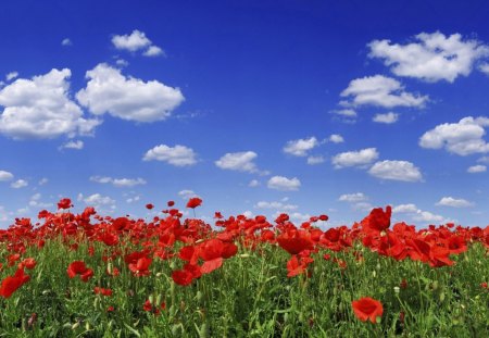 Red poppy - clouds, red poppy, red, sky