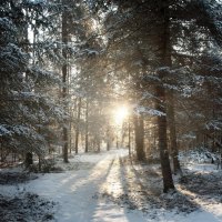 sun through the winter forest