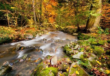 creek - tree, forest, stone, creek