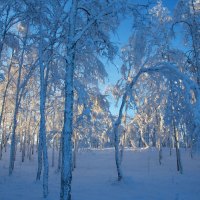 sunshine on snowy forest