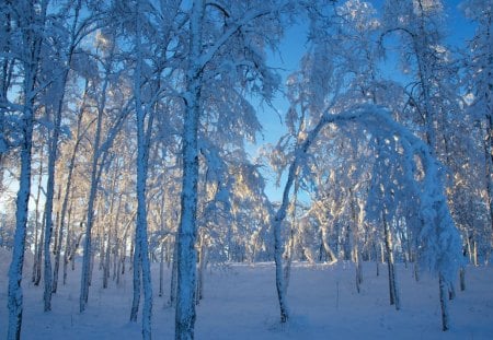 sunshine on snowy forest - snowy, tree, forest, sunshine