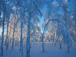 sunshine on snowy forest