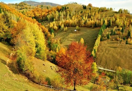 sheep on the hill - autum, hill, tree, sheep