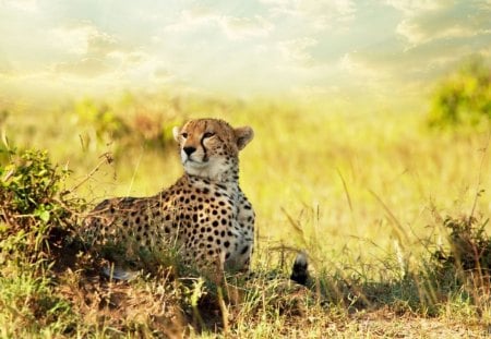 Cheetah - cheetah, savannah, wild, cat