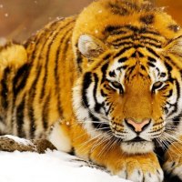 Staring Tiger