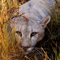 Big Cat Haunting