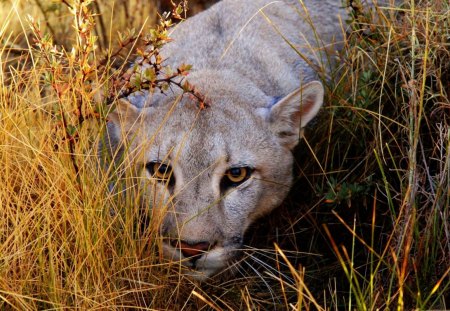 Big Cat Haunting - big, cat, haunting, wild