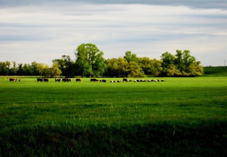 Cows Herd - herd, field, cows, grass