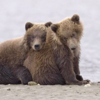 Two Bear Cubs