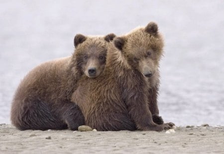 Two Bear Cubs - snow, bear, cubs, two